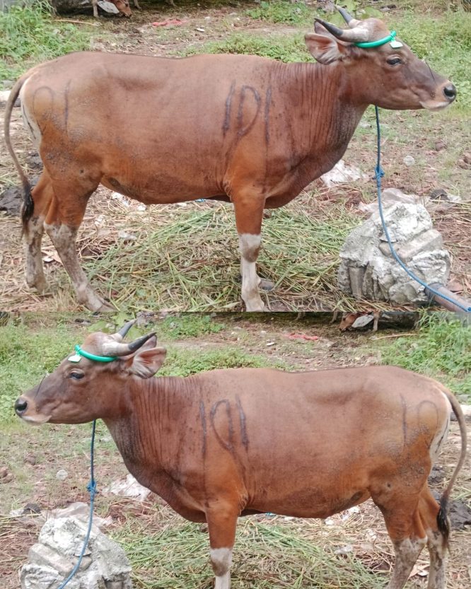 Sapi Bima 270Kg ZQ-H033