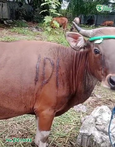Sapi Bima 270Kg ZQ-H033