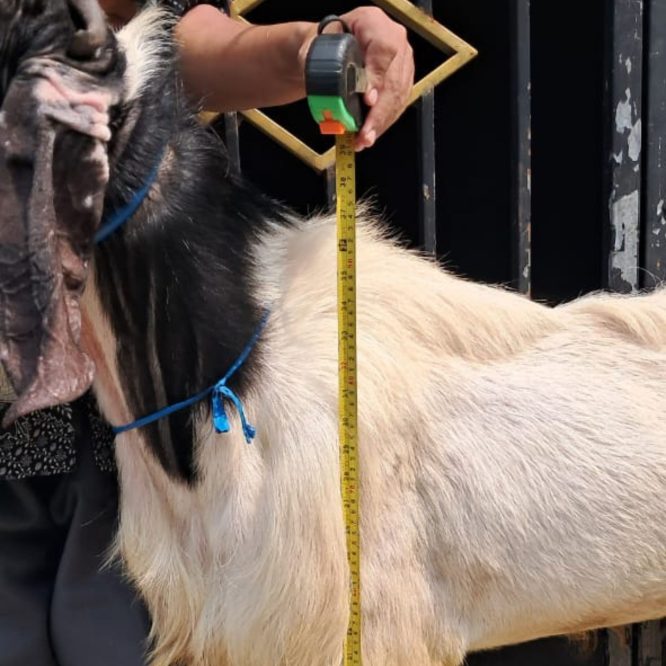 ZQ-HK01 Kambing PE Super