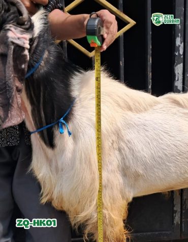 ZQ-HK01 Kambing PE Super