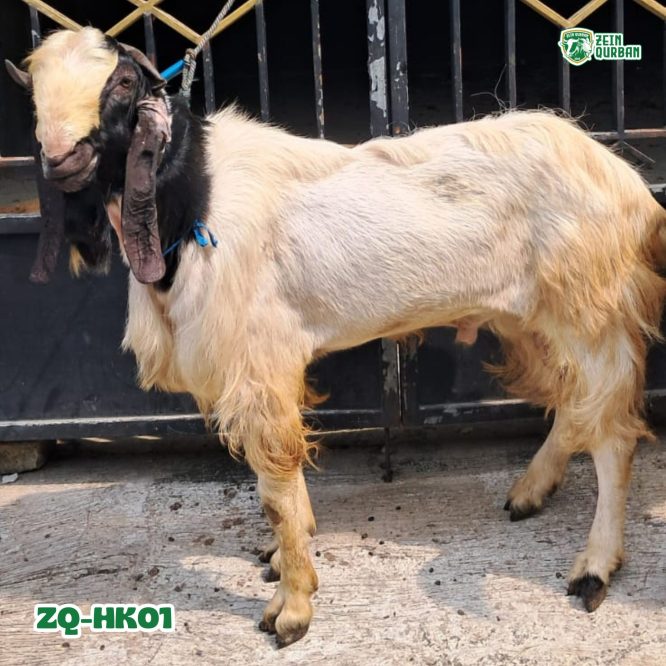 ZQ-HK01 Kambing PE Super