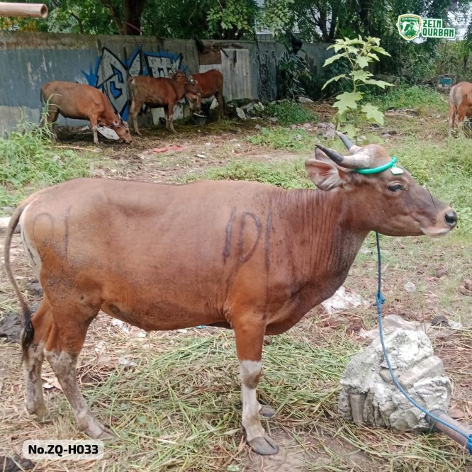 Sapi Bima 270Kg ZQ-H033