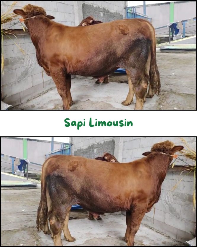 Sapi Limousin 530Kg ZQ-B038