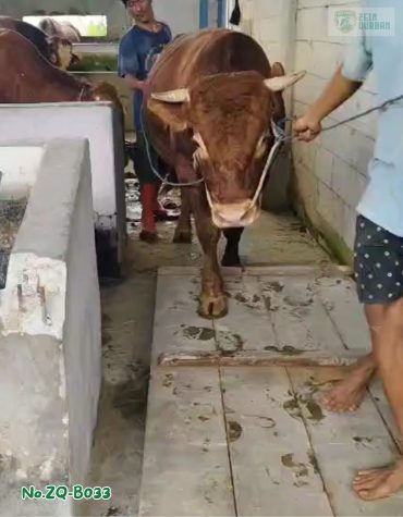 Sapi Simental 518Kg ZQ-B033