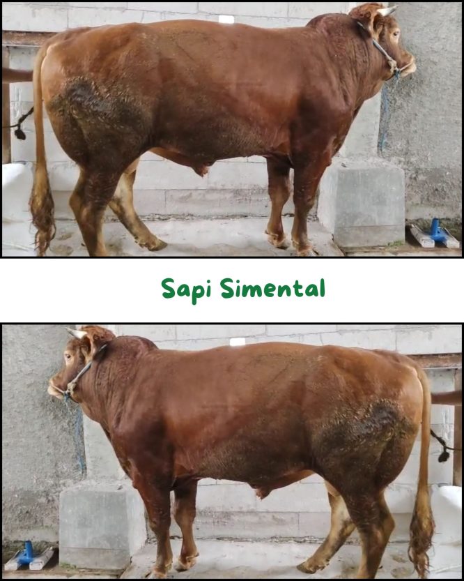 Sapi Simental 518Kg ZQ-B033