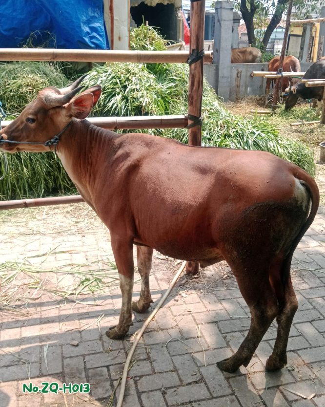 Sapi Bima 270Kg ZQ-H013