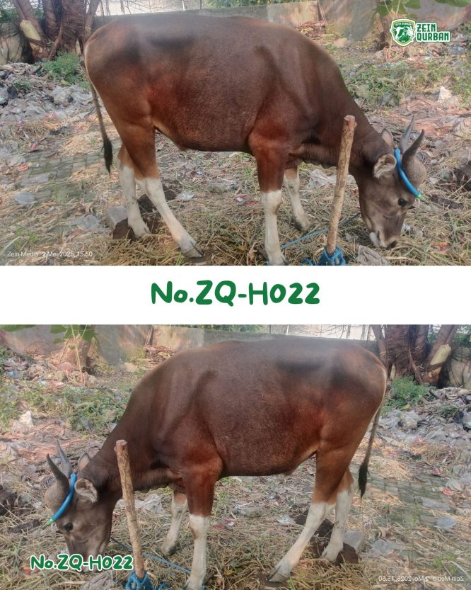 Sapi Bima 220Kg ZQ-H022
