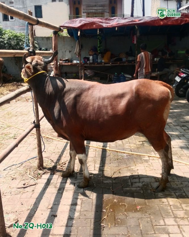 Sapi Bima 350Kg ZQ-H011