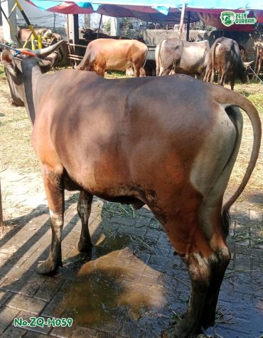 Sapi Bima 330Kg ZQ-H059