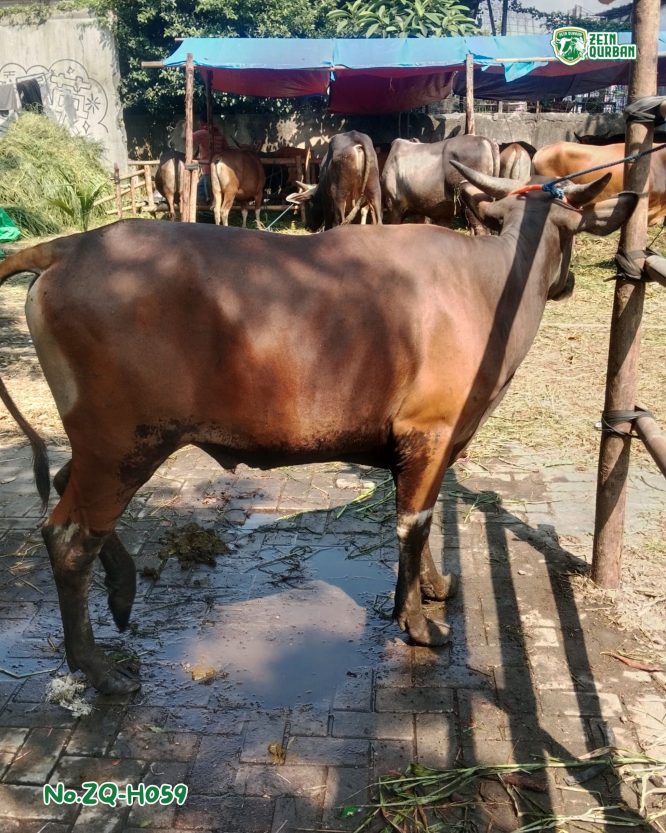 Sapi Bima 330Kg ZQ-H059