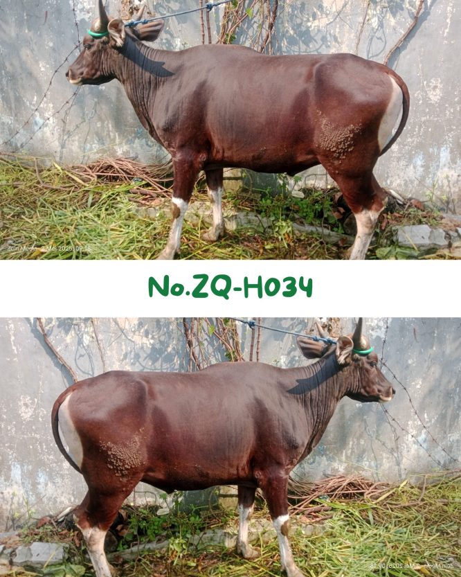 Sapi Bima 300Kg ZQ-H034