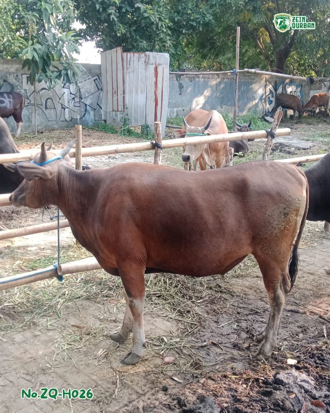 Sapi Bima 330Kg ZQ-H026