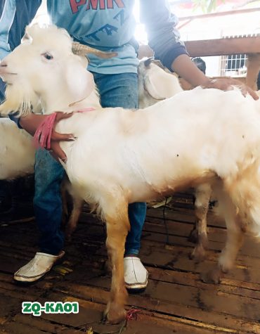 Kambing 25Kg ZQ-KA01