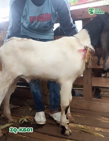 Kambing 30Kg ZQ-KB01