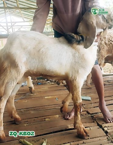 Kambing 30Kg ZQ-KB02
